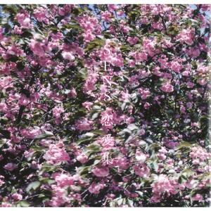 公车上拨开岳双腿进入电影
